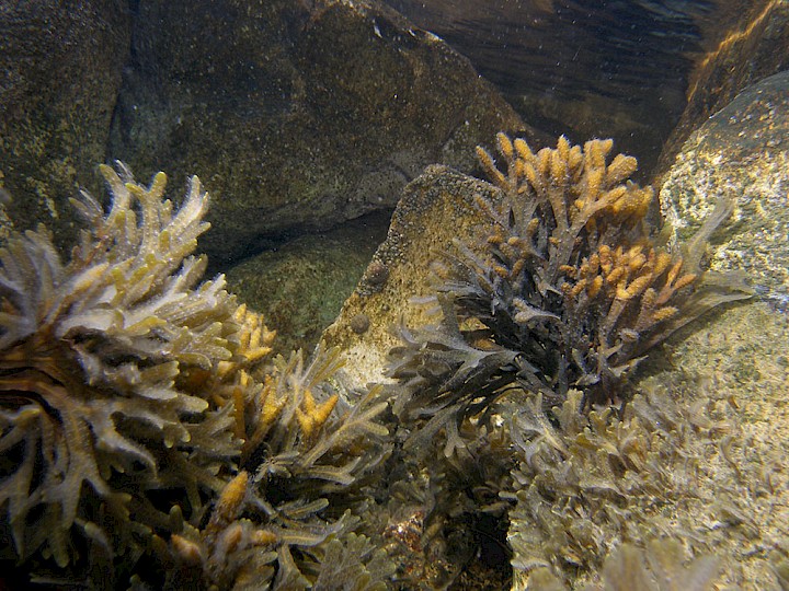 Fucus virsoides