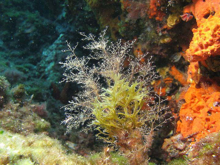 Eudendrium spp.