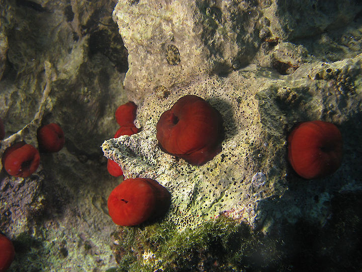Actinia equina
