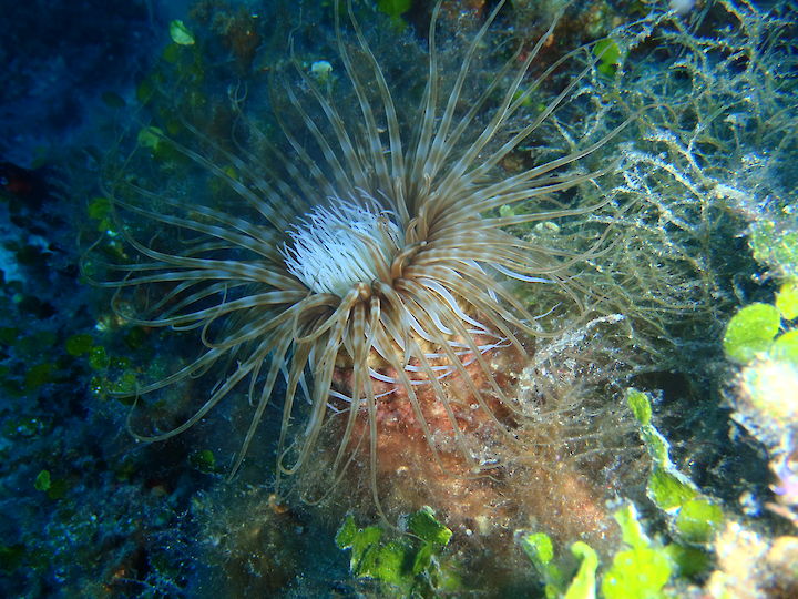 Cerianthus membranacea