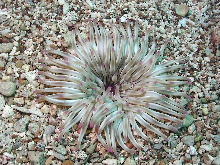 Condylactis aurantiaca