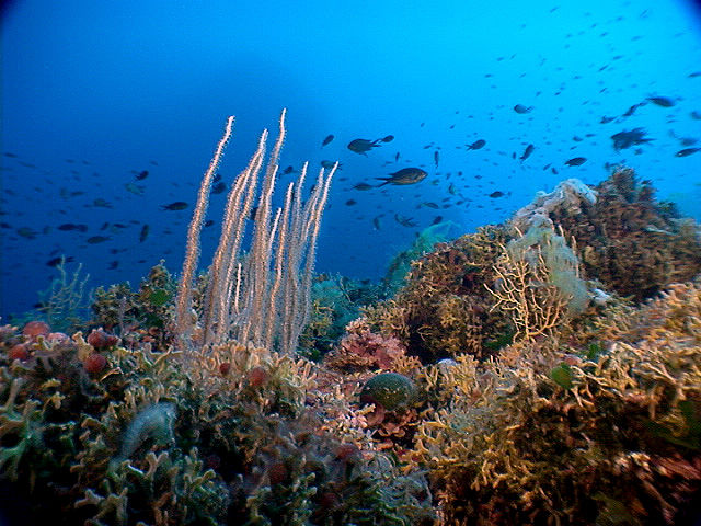 Eunicella singularis