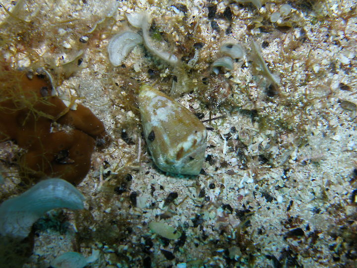 Conus ventricosus