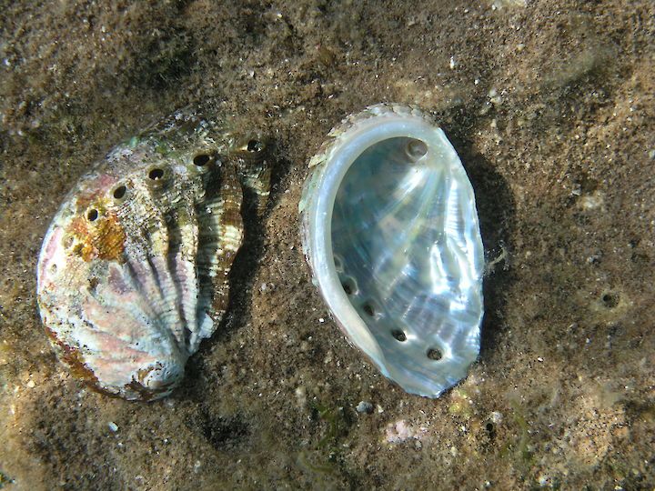 Haliotis tuberculata