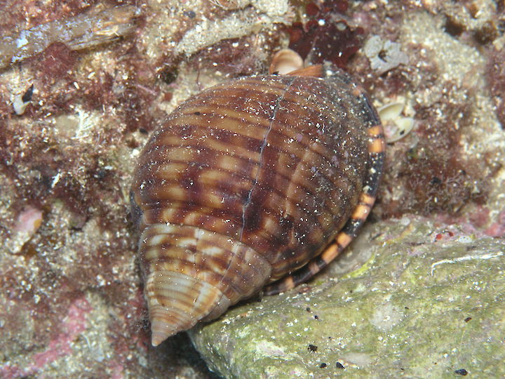 Semicassis granulata