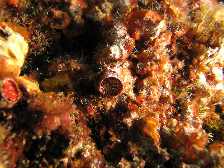 Thylacodes arenarius