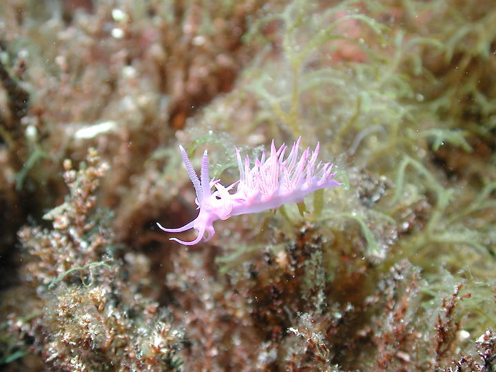 Flabellina affinis