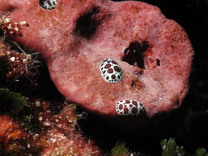 Peltodoris atromaculata