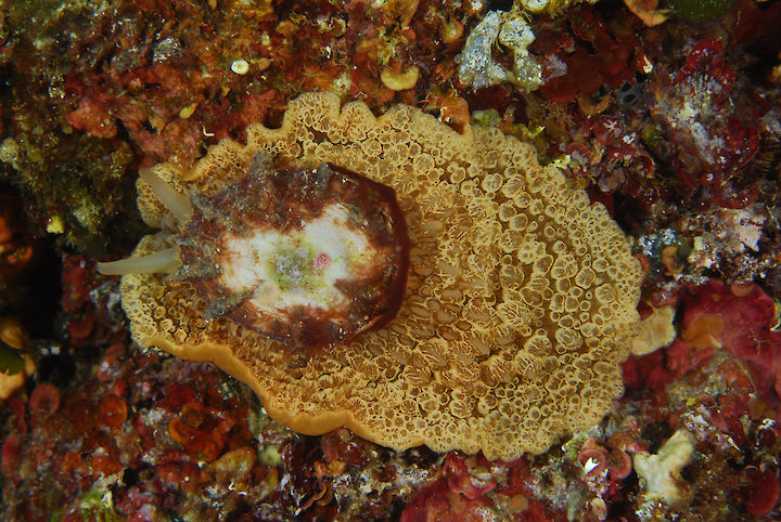 Umbraculum umbraculum