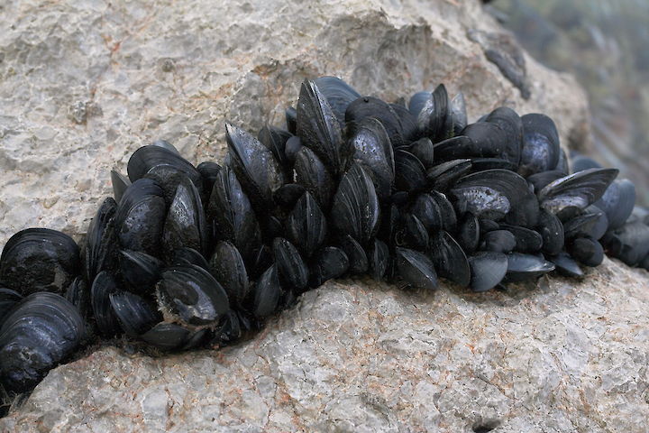 Mytilus galloprovincialis