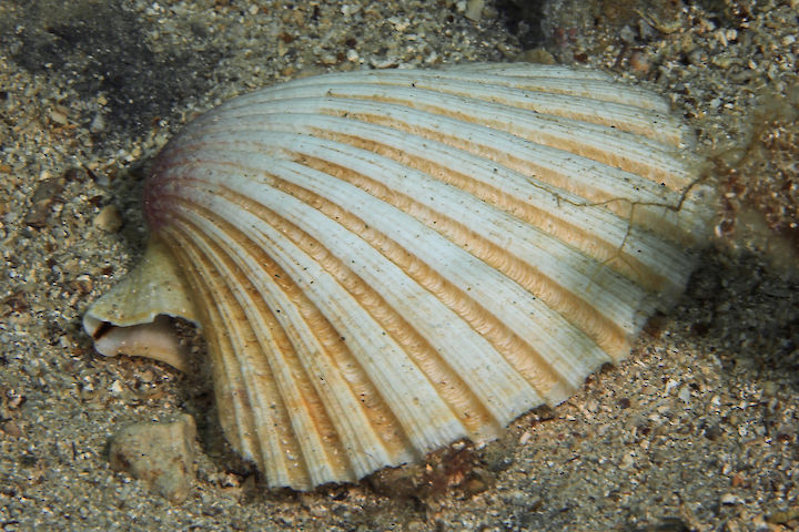 Pecten jacobaeus