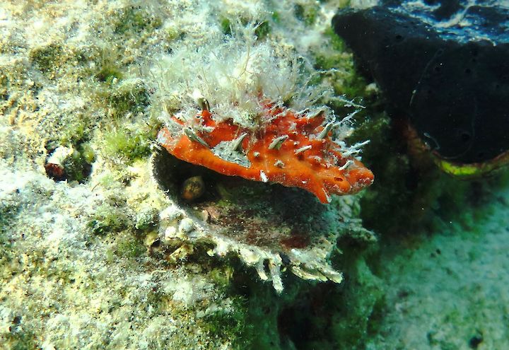 Spondylus gaederopus