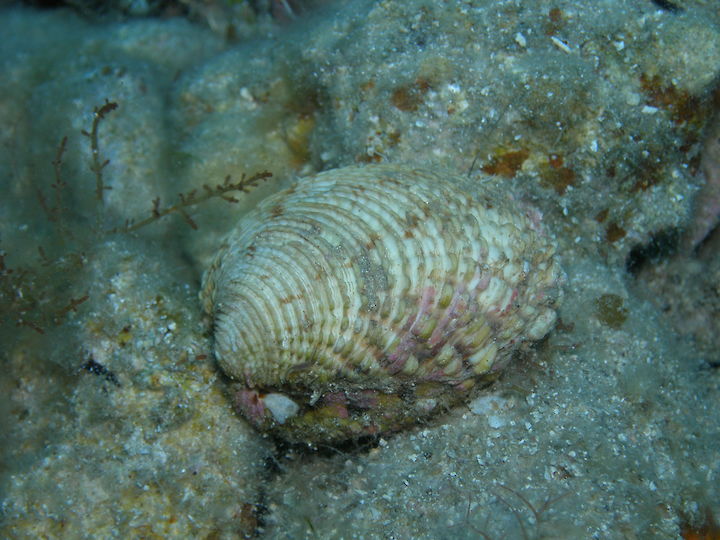 Venus verrucosa