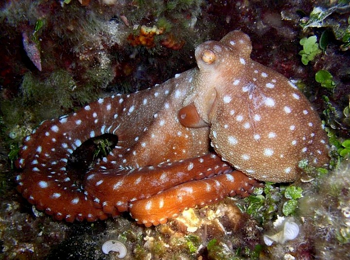Octopus vulgaris