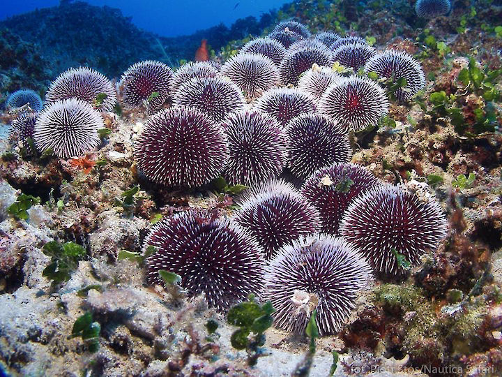 Sphaerechinus granularis