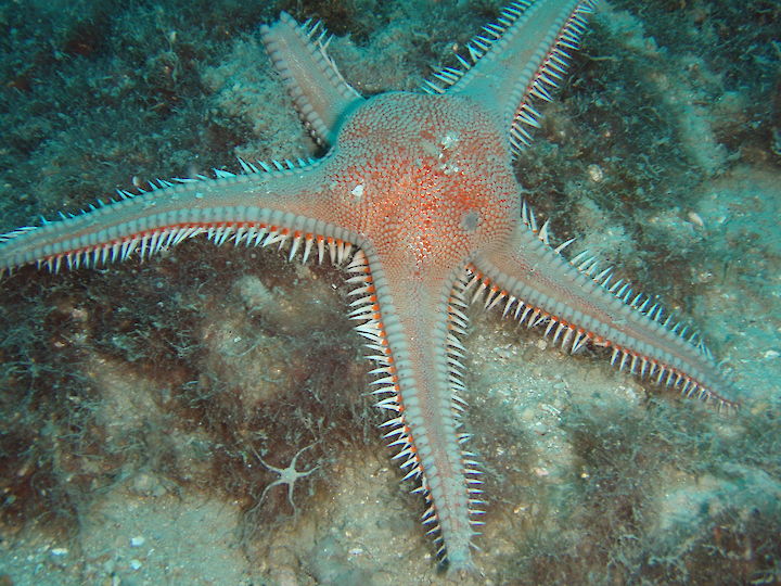 Astropecten aranciacus