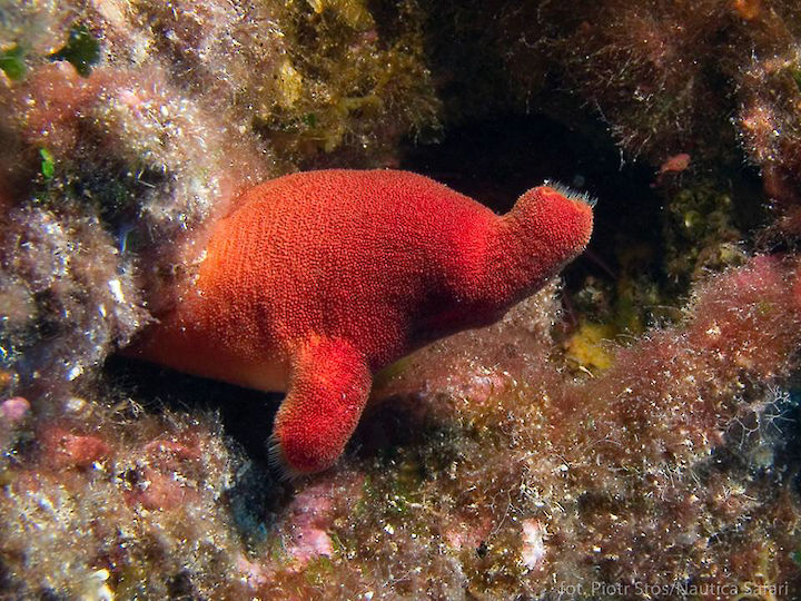 Halocynthia papillosa