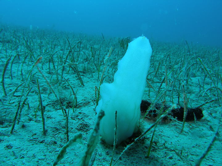 Phallusia mammillata